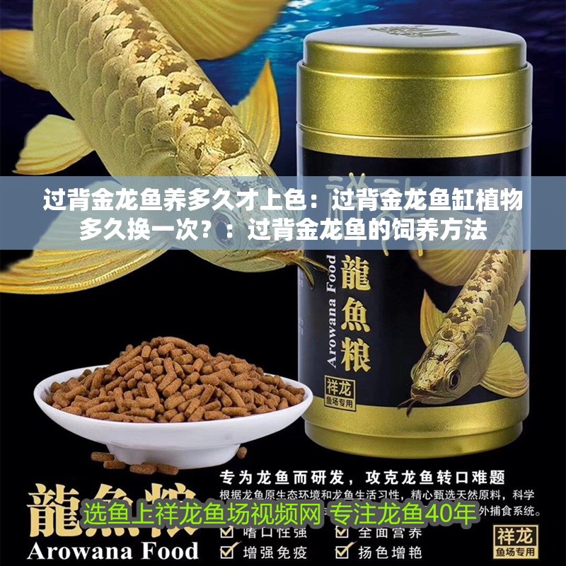 過背金龍魚養多久才上色：過背金龍魚缸植物多久換一次？：過背金龍魚的飼養方法