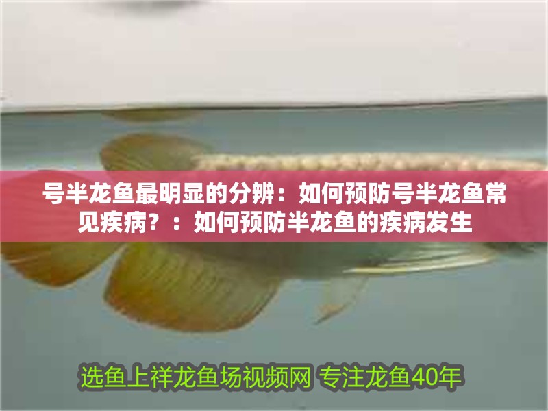 號半龍魚最明顯的分辨：如何預防號半龍魚常見疾病？：如何預防半龍魚的疾病發生