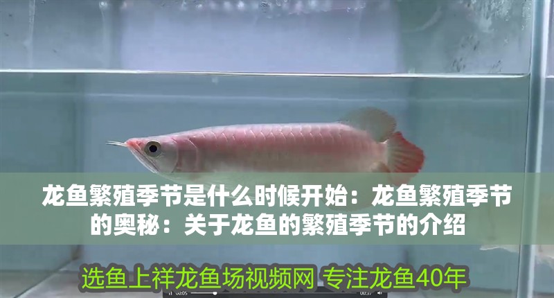 龍魚繁殖季節(jié)是什么時(shí)候開始：龍魚繁殖季節(jié)的奧秘：關(guān)于龍魚的繁殖季節(jié)的介紹