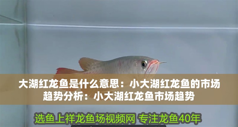 大湖紅龍魚是什么意思：小大湖紅龍魚的市場趨勢分析：小大湖紅龍魚市場趨勢