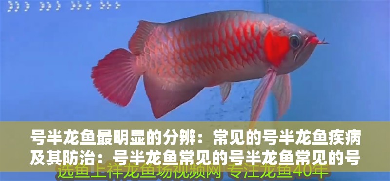 號半龍魚最明顯的分辨：常見的號半龍魚疾病及其防治：號半龍魚常見的號半龍魚常見的號半龍魚疾病及其防治方法