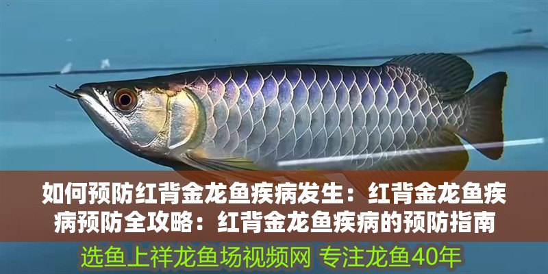 如何預防紅背金龍魚疾病發生：紅背金龍魚疾病預防全攻略：紅背金龍魚疾病的預防指南