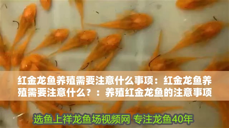 紅金龍魚養(yǎng)殖需要注意什么事項(xiàng)：紅金龍魚養(yǎng)殖需要注意什么？：養(yǎng)殖紅金龍魚的注意事項(xiàng)
