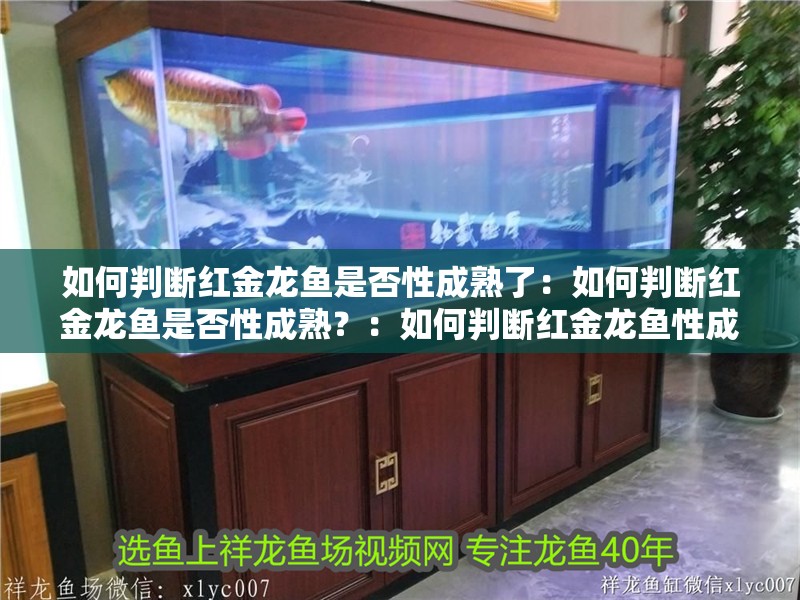 如何判斷紅金龍魚是否性成熟了：如何判斷紅金龍魚是否性成熟？：如何判斷紅金龍魚性成熟