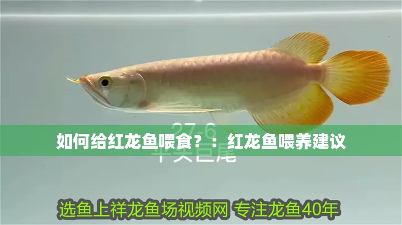 如何給紅龍魚喂食？：紅龍魚喂養建議