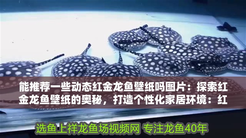 能推薦一些動態紅金龍魚壁紙嗎圖片：探索紅金龍魚壁紙的奧秘，打造個性化家居環境：紅金龍魚壁紙如何選擇 能推薦一些動態紅金龍魚壁紙嗎圖片：探索紅金龍魚壁紙的奧秘，打造個性化家居環境：紅金龍魚壁紙如何選擇 水族問答