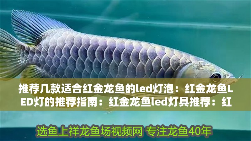 推薦幾款適合紅金龍魚的led燈泡：紅金龍魚LED燈的推薦指南：紅金龍魚led燈具推薦：紅金龍魚led燈具