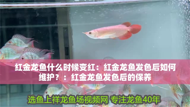 紅金龍魚什么時候變紅：紅金龍魚發色后如何維護？：紅金龍魚發色后的保養