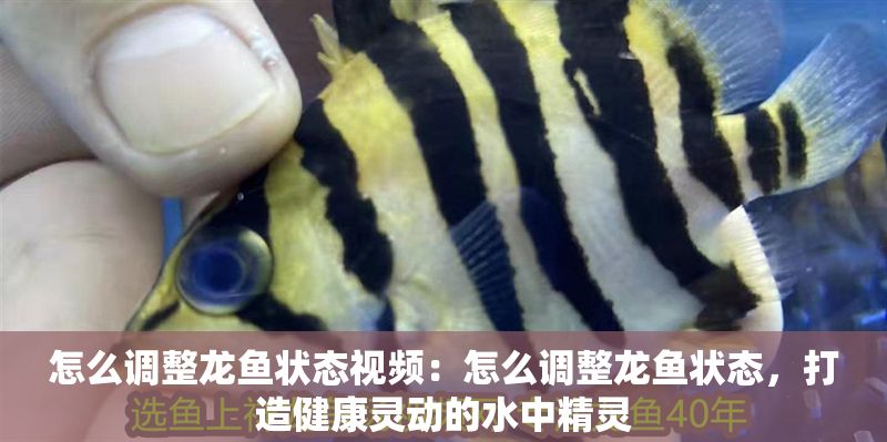 怎么調整龍魚狀態視頻：怎么調整龍魚狀態，打造健康靈動的水中精靈