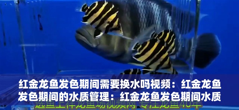 紅金龍魚發(fā)色期間需要換水嗎視頻：紅金龍魚發(fā)色期間的水質(zhì)管理：紅金龍魚發(fā)色期間水質(zhì)管理