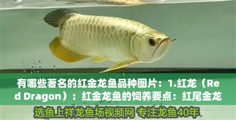 有哪些著名的紅金龍魚品種圖片：1.紅龍（Red Dragon）：紅金龍魚的飼養要點：紅尾金龍需要較大的水族箱空間
