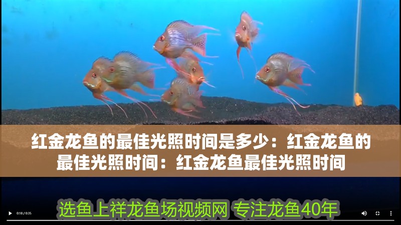 紅金龍魚的最佳光照時間是多少：紅金龍魚的最佳光照時間：紅金龍魚最佳光照時間