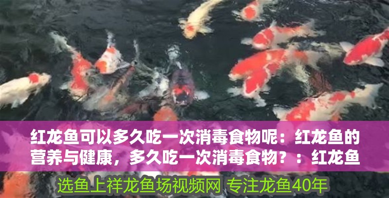 紅龍魚可以多久吃一次消毒食物呢：紅龍魚的營(yíng)養(yǎng)與健康，多久吃一次消毒食物？：紅龍魚多久吃一次消毒食物