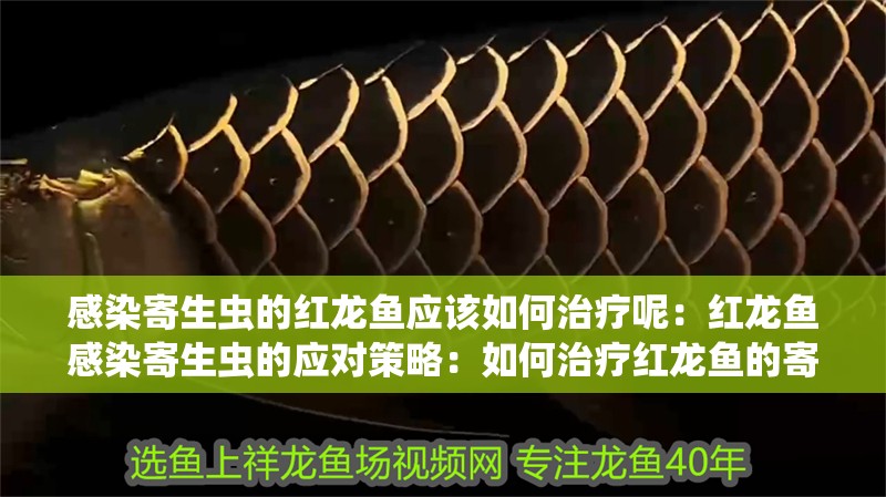 感染寄生蟲的紅龍魚應該如何治療呢：紅龍魚感染寄生蟲的應對策略：如何治療紅龍魚的寄生蟲