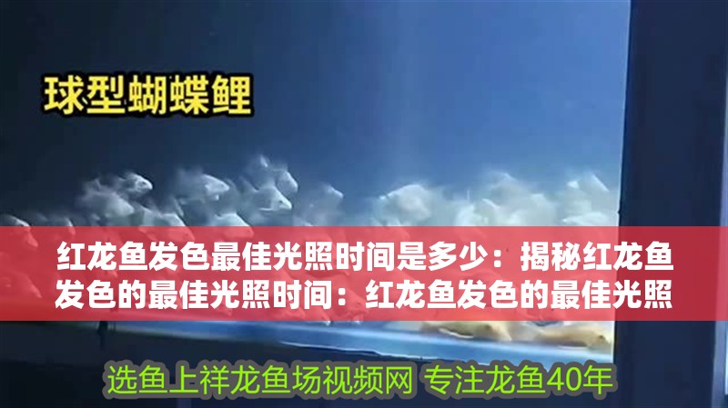 紅龍魚發色最佳光照時間是多少：揭秘紅龍魚發色的最佳光照時間：紅龍魚發色的最佳光照時間