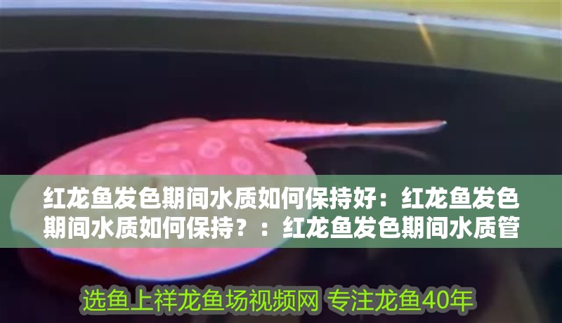 紅龍魚發色期間水質如何保持好：紅龍魚發色期間水質如何保持？：紅龍魚發色期間水質管理