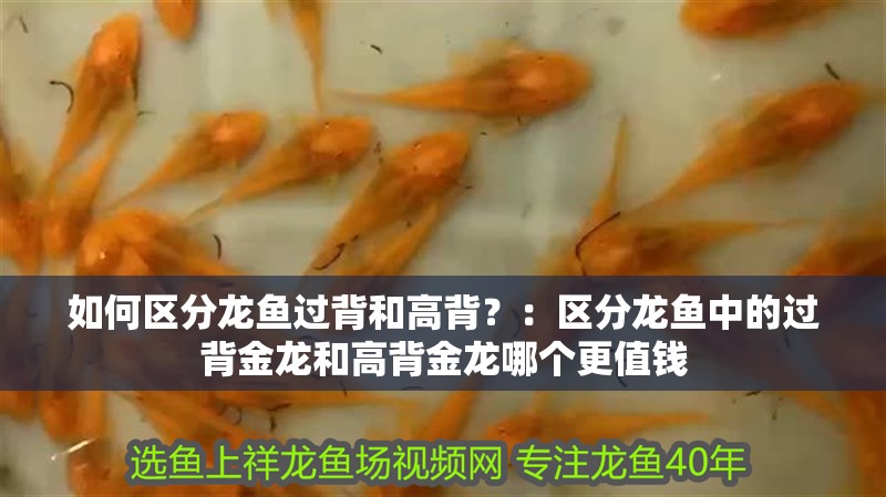 如何區分龍魚過背和高背？：區分龍魚中的過背金龍和高背金龍哪個更值錢