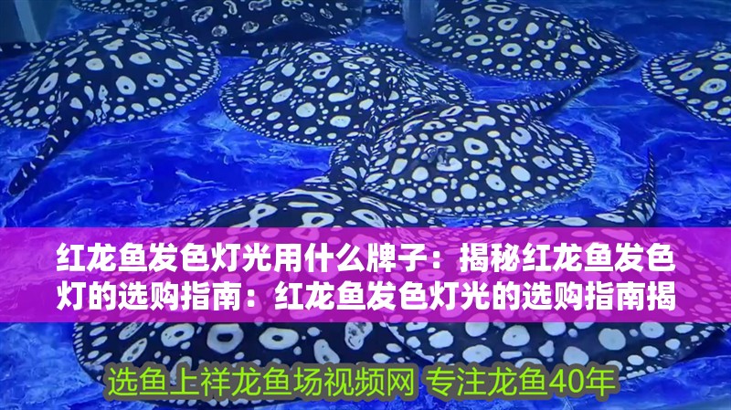 紅龍魚發(fā)色燈光用什么牌子：揭秘紅龍魚發(fā)色燈的選購(gòu)指南：紅龍魚發(fā)色燈光的選購(gòu)指南揭秘紅龍魚發(fā)色燈的選購(gòu)指南