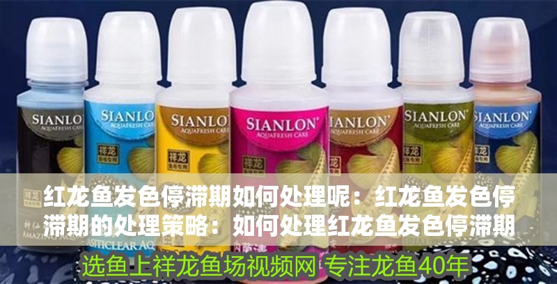 紅龍魚發(fā)色停滯期如何處理呢：紅龍魚發(fā)色停滯期的處理策略：如何處理紅龍魚發(fā)色停滯期