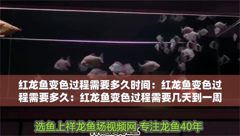紅龍魚變色過程需要多久時間：紅龍魚變色過程需要多久：紅龍魚變色過程需要幾天到一周的時間，紅龍魚變色過程需要多久