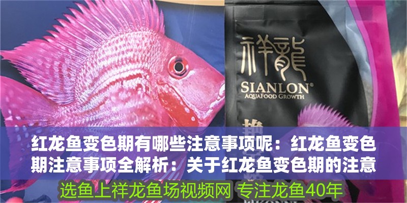 紅龍魚變色期有哪些注意事項呢：紅龍魚變色期注意事項全解析：關于紅龍魚變色期的注意事項