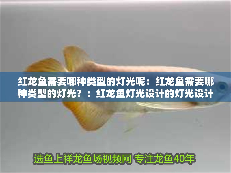 紅龍魚需要哪種類型的燈光呢：紅龍魚需要哪種類型的燈光？：紅龍魚燈光設計的燈光設計的燈光最合適