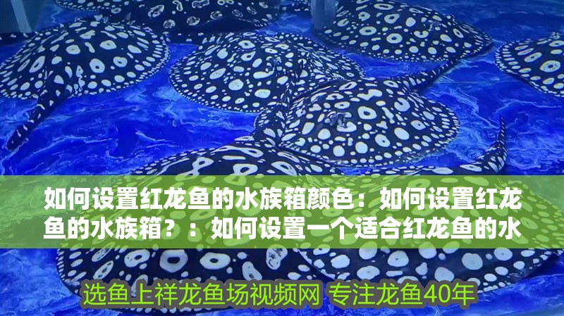 如何設置紅龍魚的水族箱顏色：如何設置紅龍魚的水族箱？：如何設置一個適合紅龍魚的水族箱
