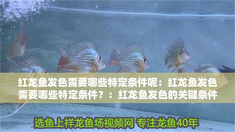 紅龍魚(yú)發(fā)色需要哪些特定條件呢：紅龍魚(yú)發(fā)色需要哪些特定條件？：紅龍魚(yú)發(fā)色的關(guān)鍵條件是影響紅龍魚(yú)發(fā)色的重要因素之一