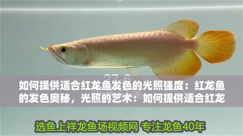 如何提供適合紅龍魚發(fā)色的光照強度：紅龍魚的發(fā)色奧秘，光照的藝術：如何提供適合紅龍魚發(fā)色的光照