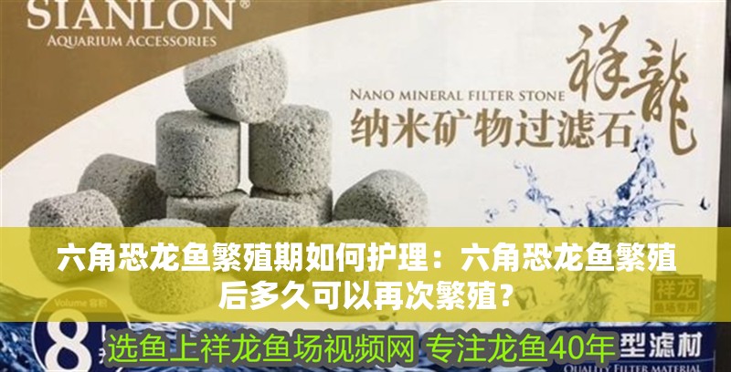 六角恐龍魚繁殖期如何護理：六角恐龍魚繁殖后多久可以再次繁殖？