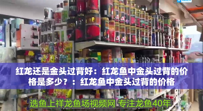 紅龍還是金頭過(guò)背好：紅龍魚(yú)中金頭過(guò)背的價(jià)格是多少？：紅龍魚(yú)中金頭過(guò)背的價(jià)格