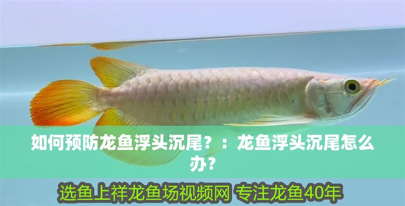 給大魚缸換水的作文:體驗給大魚缸換水的樂趣:體驗給大魚缸換水:給大魚缸換水的作文 如何預(yù)防龍魚浮頭沉尾?:龍魚浮頭沉尾怎么辦? 龍魚百科 如何預(yù)防龍魚浮頭沉尾?:龍魚浮頭沉尾怎么辦? 如何預(yù)防龍魚浮頭沉尾?:龍魚浮頭沉尾怎么辦? 龍魚百科
