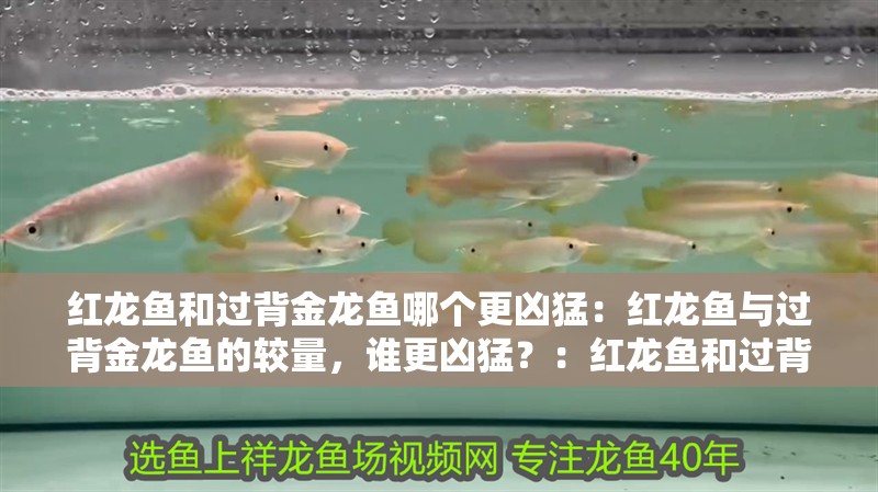 紅龍魚和過背金龍魚哪個更兇猛：紅龍魚與過背金龍魚的較量，誰更兇猛？：紅龍魚和過背金龍魚哪個更兇呢？