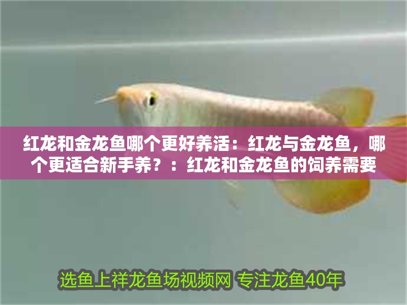 紅龍和金龍魚哪個更好養活：紅龍與金龍魚，哪個更適合新手養？：紅龍和金龍魚的飼養需要注意什么，紅龍和金龍魚的養護要點