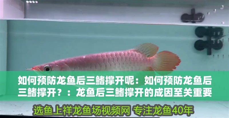 如何預防龍魚后三鰭撐開呢：如何預防龍魚后三鰭撐開？：龍魚后三鰭撐開的成因至關重要
