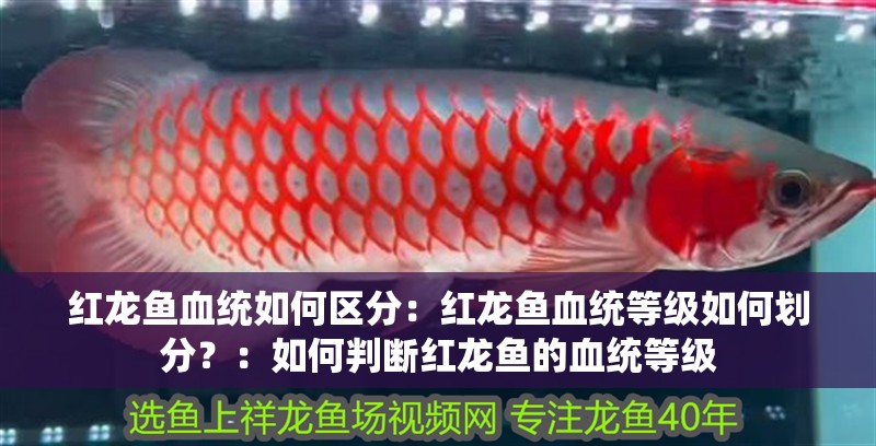 紅龍魚血統如何區分：紅龍魚血統等級如何劃分？：如何判斷紅龍魚的血統等級