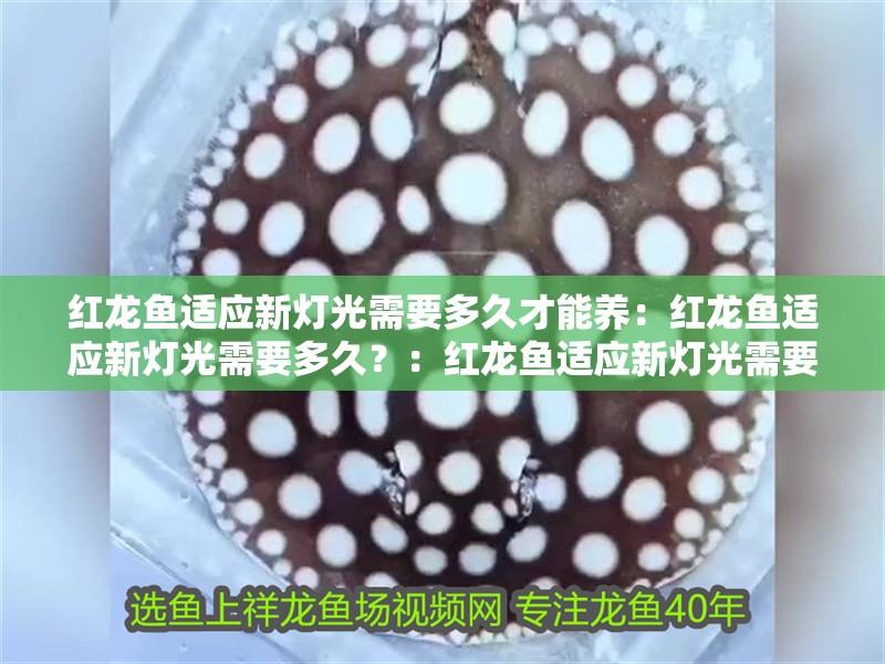 紅龍魚適應(yīng)新燈光需要多久才能養(yǎng)：紅龍魚適應(yīng)新燈光需要多久？：紅龍魚適應(yīng)新燈光需要多久