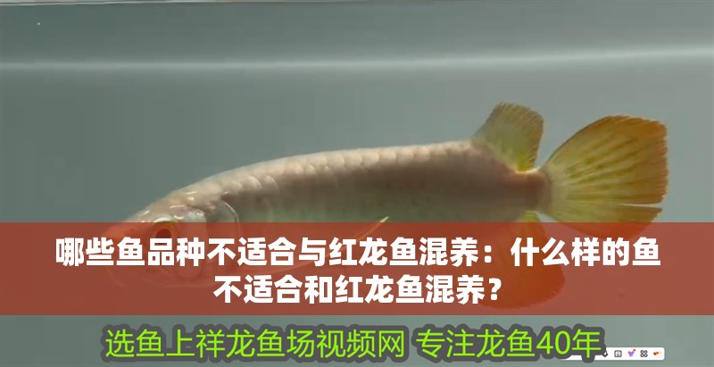 哪些魚品種不適合與紅龍魚混養(yǎng)：什么樣的魚不適合和紅龍魚混養(yǎng)？
