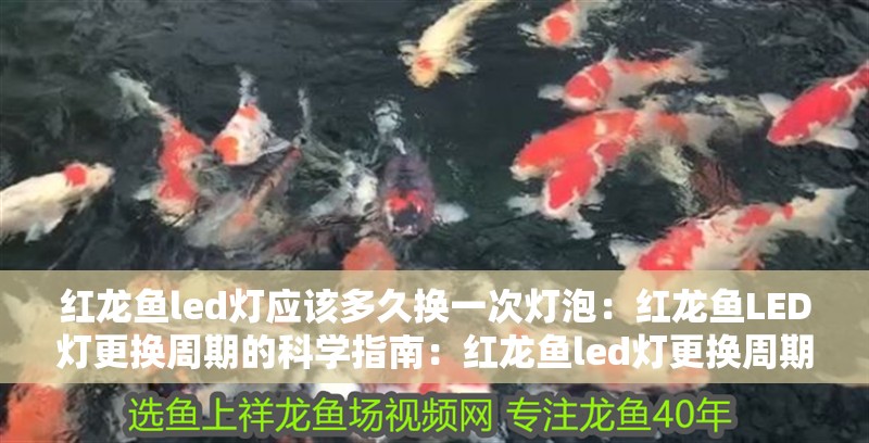 紅龍魚led燈應(yīng)該多久換一次燈泡：紅龍魚LED燈更換周期的科學指南：紅龍魚led燈更換周期