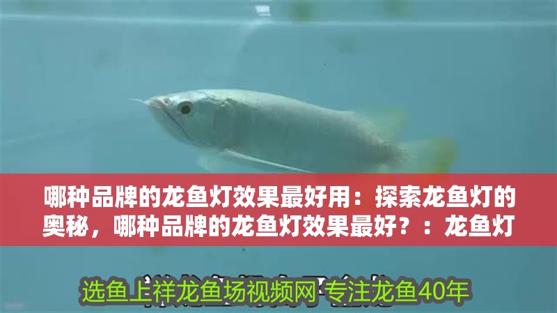 哪種品牌的龍魚燈效果最好用：探索龍魚燈的奧秘，哪種品牌的龍魚燈效果最好？：龍魚燈品牌及其龍魚燈品牌及其產品特點：龍魚燈效果最好 哪種品牌的龍魚燈效果最好用：探索龍魚燈的奧秘，哪種品牌的龍魚燈效果最好？：龍魚燈品牌及其龍魚燈品牌及其產品特點：龍魚燈效果最好 水族問答