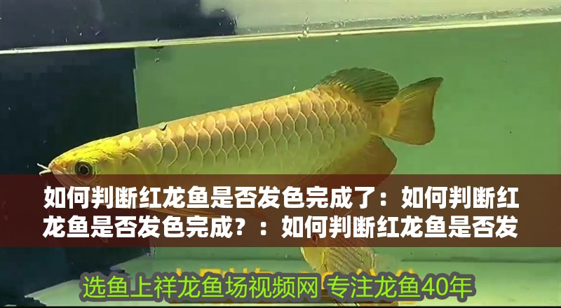 如何判斷紅龍魚是否發色完成了：如何判斷紅龍魚是否發色完成？：如何判斷紅龍魚是否發色完成