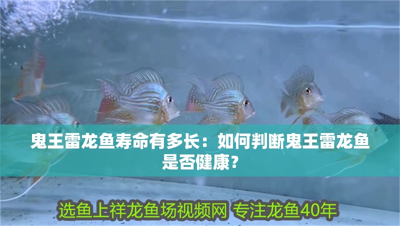 鬼王雷龍魚壽命有多長：如何判斷鬼王雷龍魚是否健康？