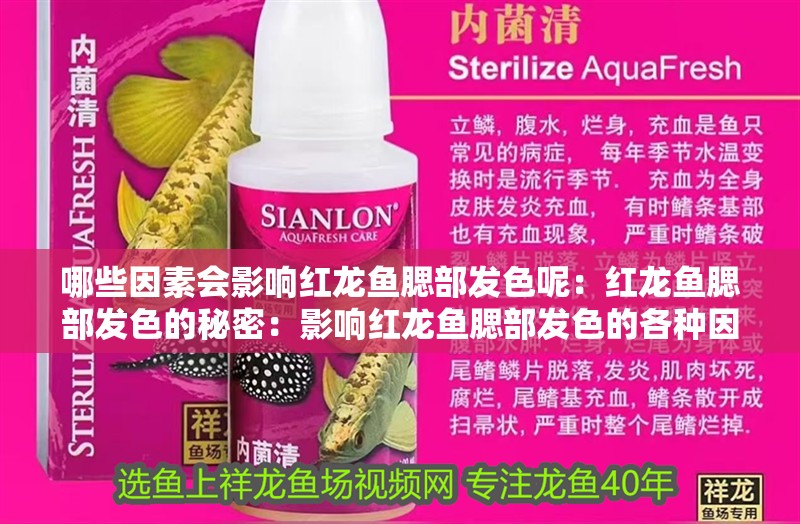 哪些因素會(huì)影響紅龍魚腮部發(fā)色呢：紅龍魚腮部發(fā)色的秘密：影響紅龍魚腮部發(fā)色的各種因素