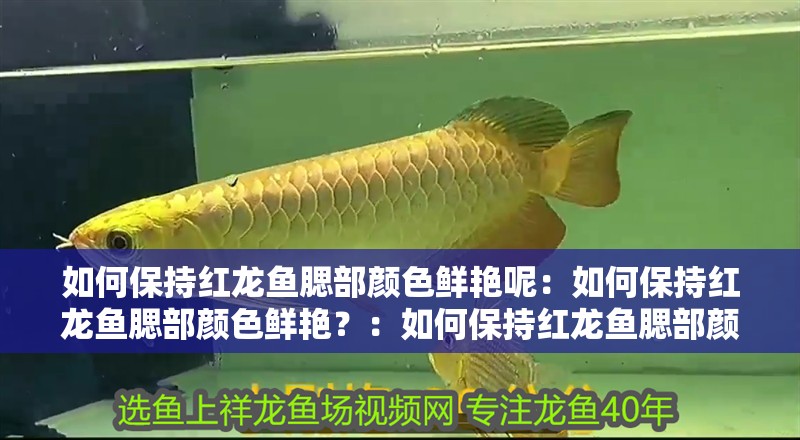 如何保持紅龍魚腮部顏色鮮艷呢：如何保持紅龍魚腮部顏色鮮艷？：如何保持紅龍魚腮部顏色鮮艷