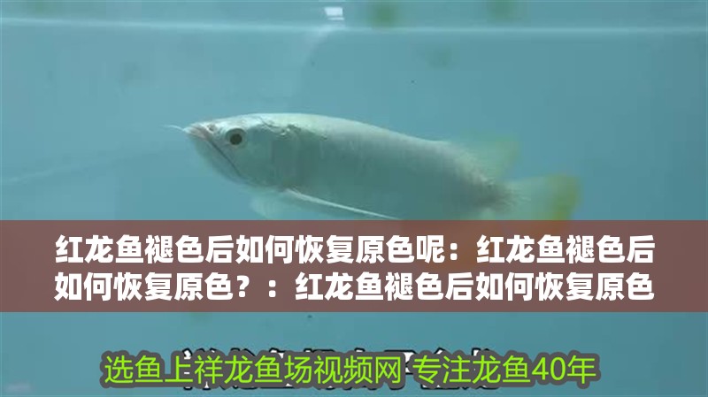 紅龍魚褪色后如何恢復原色呢：紅龍魚褪色后如何恢復原色？：紅龍魚褪色后如何恢復原色