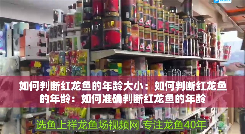 如何判斷紅龍魚(yú)的年齡大小：如何判斷紅龍魚(yú)的年齡：如何準(zhǔn)確判斷紅龍魚(yú)的年齡
