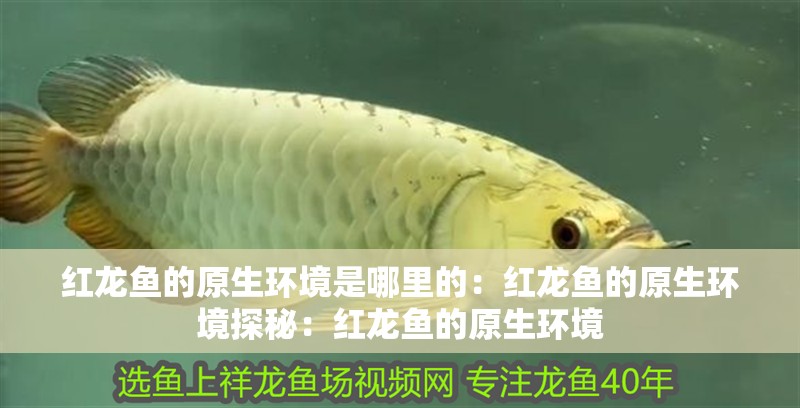 紅龍魚的原生環境是哪里的：紅龍魚的原生環境探秘：紅龍魚的原生環境 紅龍魚的原生環境是哪里的：紅龍魚的原生環境探秘：紅龍魚的原生環境 水族問答