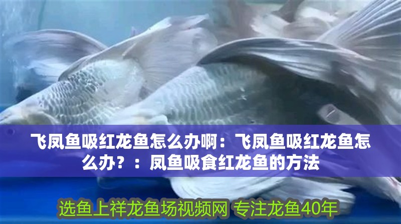 飛鳳魚吸紅龍魚怎么辦?。猴w鳳魚吸紅龍魚怎么辦？：鳳魚吸食紅龍魚的方法