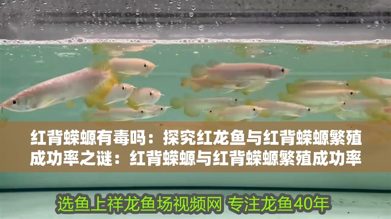 紅背蠑螈有毒嗎：探究紅龍魚與紅背蠑螈繁殖成功率之謎：紅背蠑螈與紅背蠑螈繁殖成功率之謎