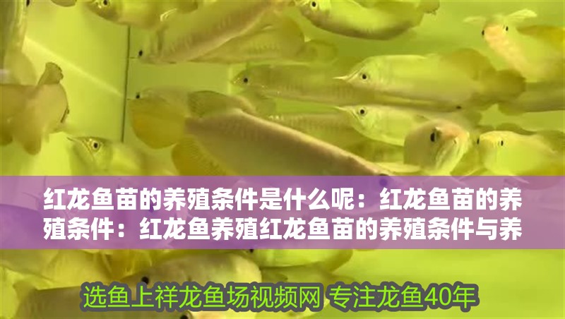 紅龍魚(yú)苗的養(yǎng)殖條件是什么呢：紅龍魚(yú)苗的養(yǎng)殖條件：紅龍魚(yú)養(yǎng)殖紅龍魚(yú)苗的養(yǎng)殖條件與養(yǎng)殖條件之一，紅龍魚(yú)的養(yǎng)殖條件